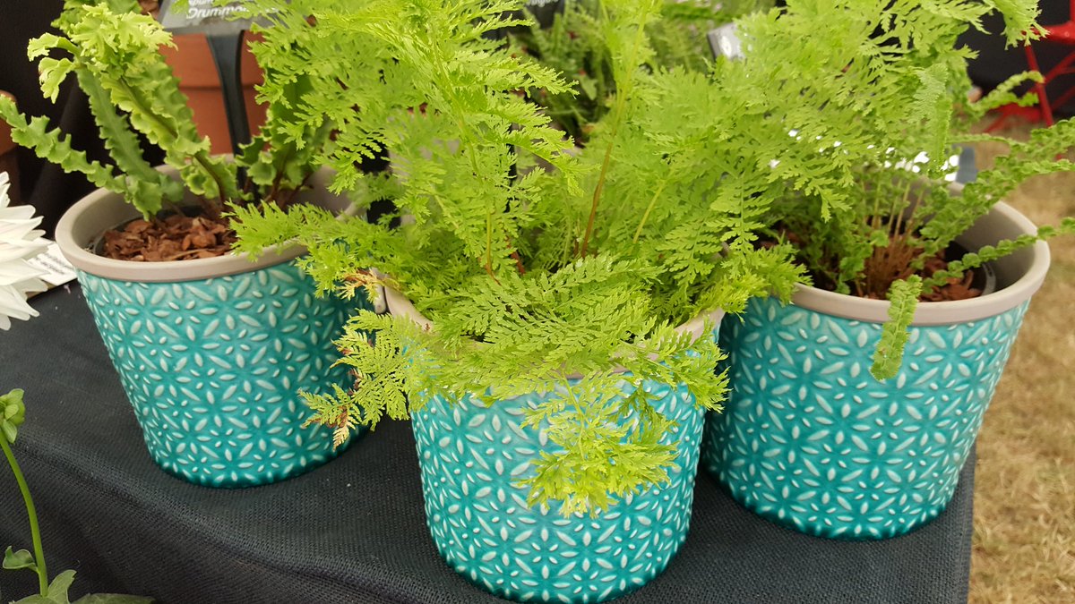 Fabulous ferns highlighted from #nationalplantcollections in  colourful pots. Thanks  @WindsorGtPark#thesavillgarden @FernBPS @burgonandball #RHSHampton @Plantheritage #NationalPlantCollection