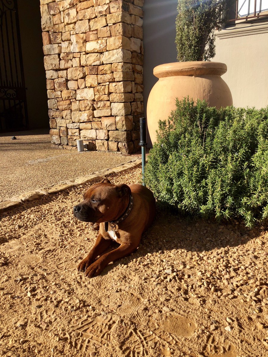 waterfordestate's tweet photo. The sun is shining ☀️ Noir is making sure he gets his Vitamin D before the weekend. Make sure to come & visit us for a glass of wine this weekend to unwine from your work week #WaterfordWeekend #PinotNoir #Noir #WaterfordWine #WaterfordWay #WaterfordSeasons #WaterfordEstate https://t.co/cz74tyyglu