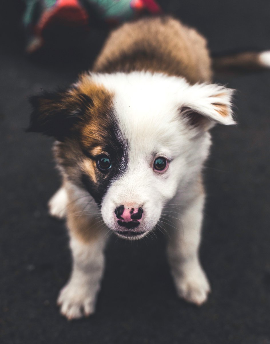 DistinctifyLDN's tweet image. Strop stressin&apos;, its finally Friday!

#pupper #pup #puppy #dogsofinstagram #dogsofig #cutedogs