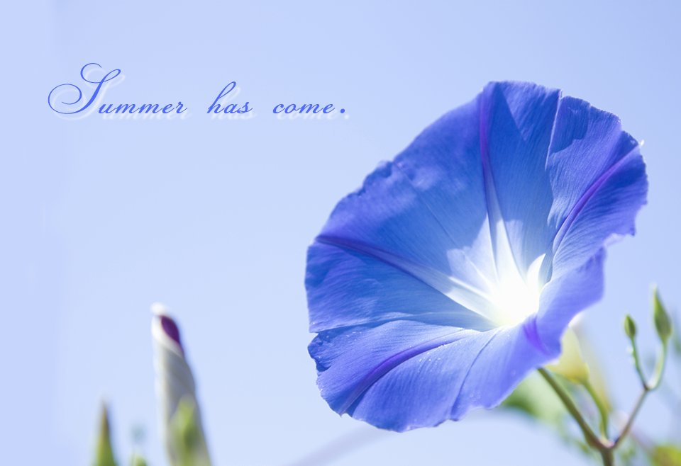 肌美精 クラシエ 夏といえば 朝顔 たくさんの色がある朝顔の花には それぞれの花言葉があるんだって 青い朝顔は はかない恋 短い愛 紫は 冷静 平静 白の花は 固い絆 あふれる喜び 今日は何色の朝顔に出会うかな マンスリーピクチャ