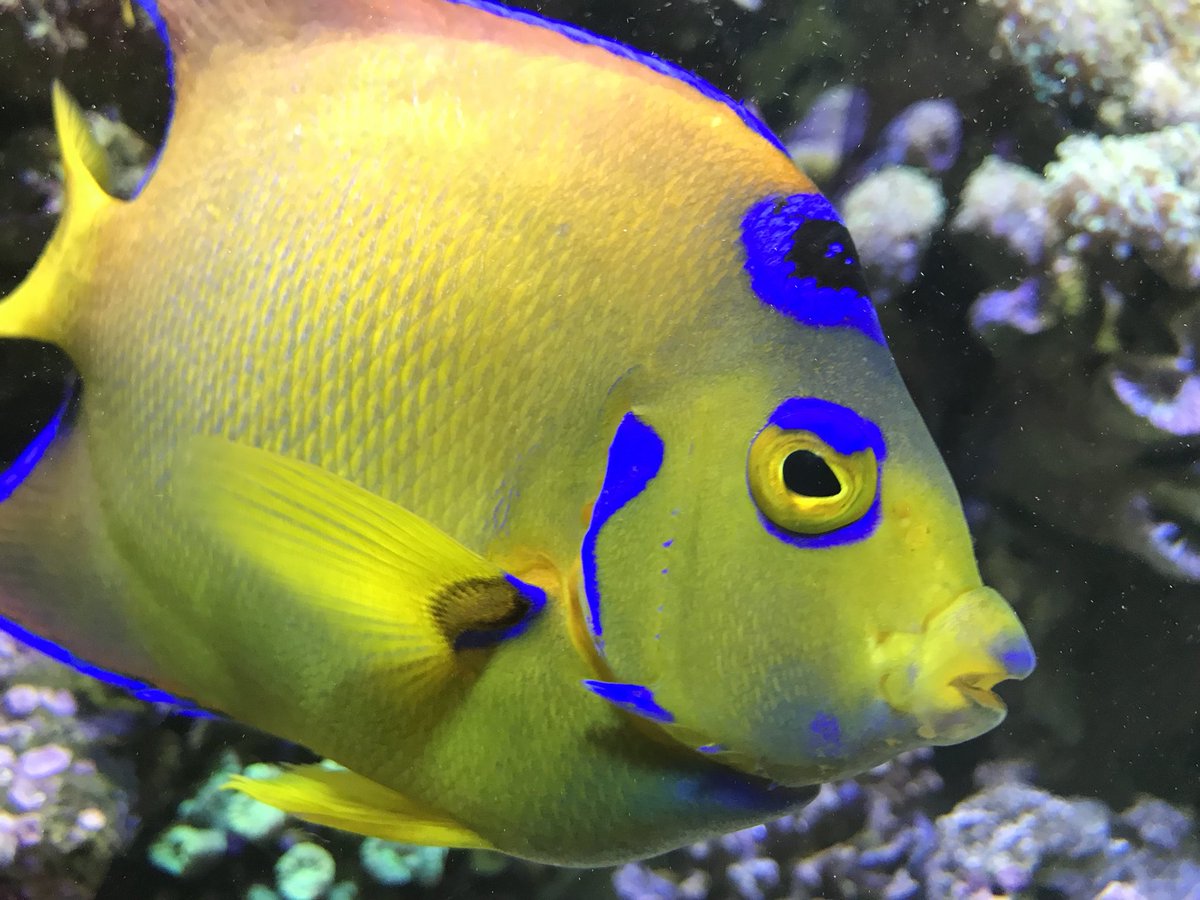 ヨコハマおもしろ水族館 赤ちゃん水族館 カメラを向けるとかなりの確率で近づいてくれます ボス的な存在感です クイーンエンゼルフィッシュ 水族館 Aquarium ヨコハマおもしろ水族館 赤ちゃん水族館 カメラを向けるとかなりの確率で近づいてくれます ボス的な存在感です クイーンエンゼルフィッシュ 水族館 Aquarium