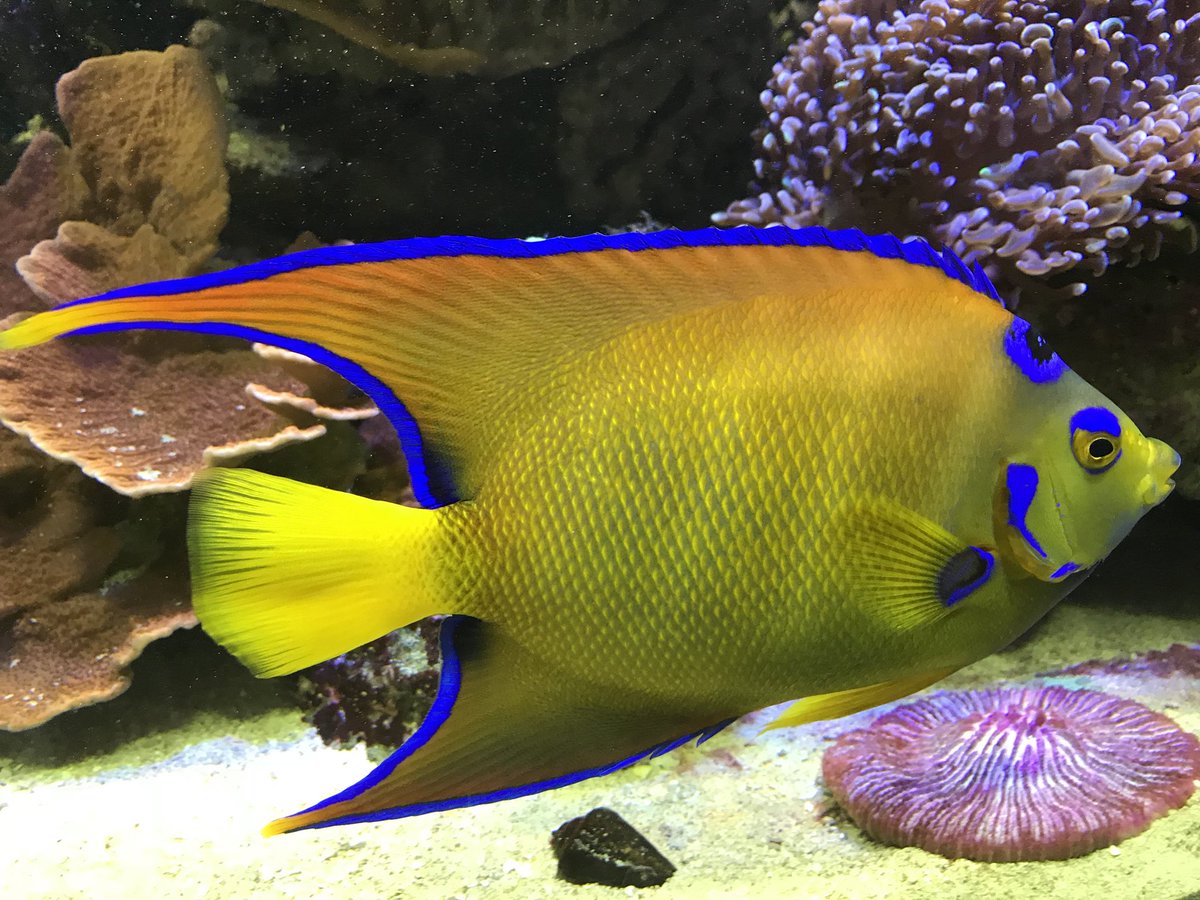 ヨコハマおもしろ水族館 赤ちゃん水族館 Su Twitter カメラを向けるとかなりの確率で近づいてくれます ボス的な存在感です クイーンエンゼルフィッシュ 水族館 Aquarium