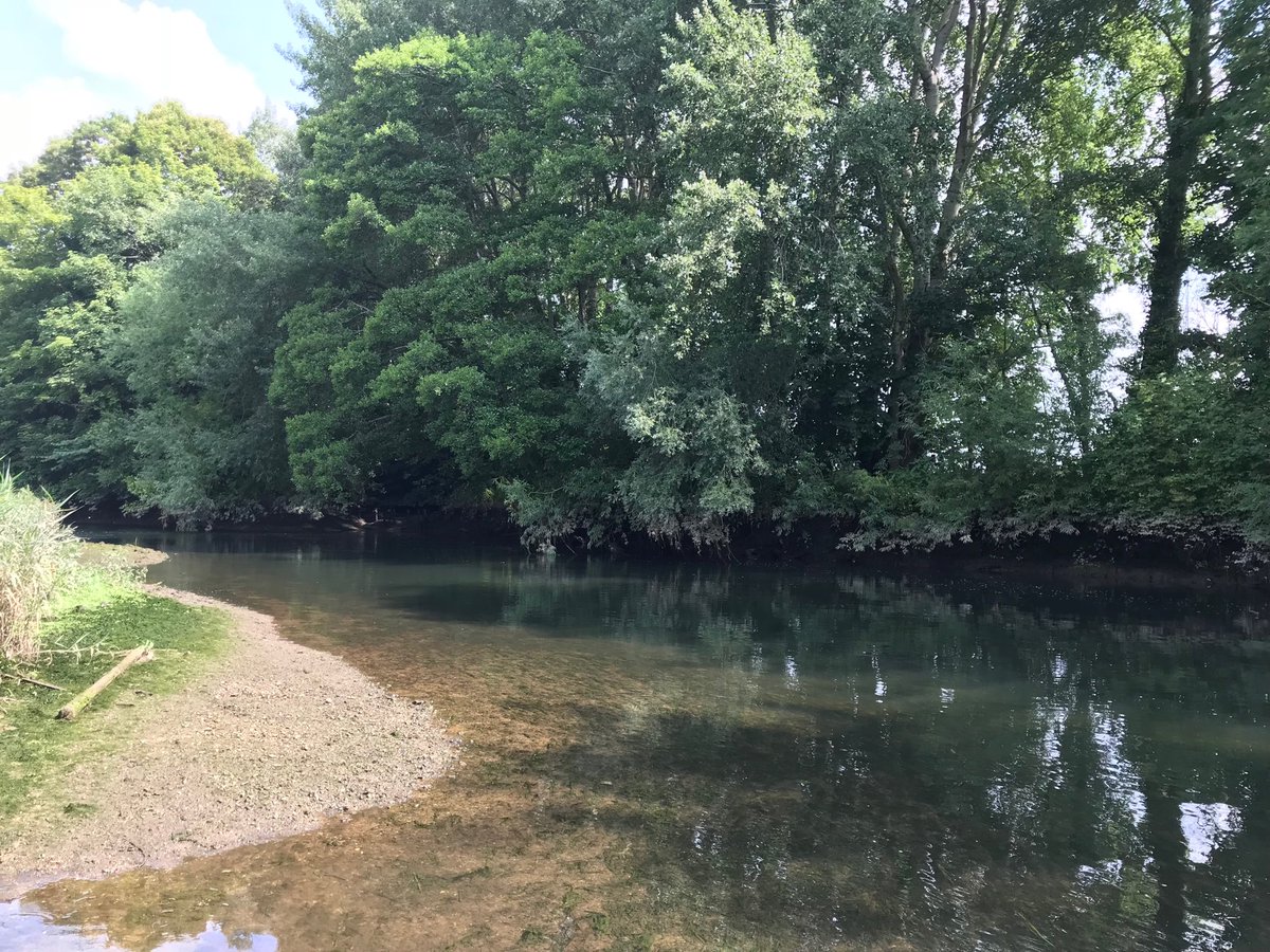 RifflePool's tweet image. A shady lower Test sea trout pool waiting to be replenished with salmo trutta on the next tide