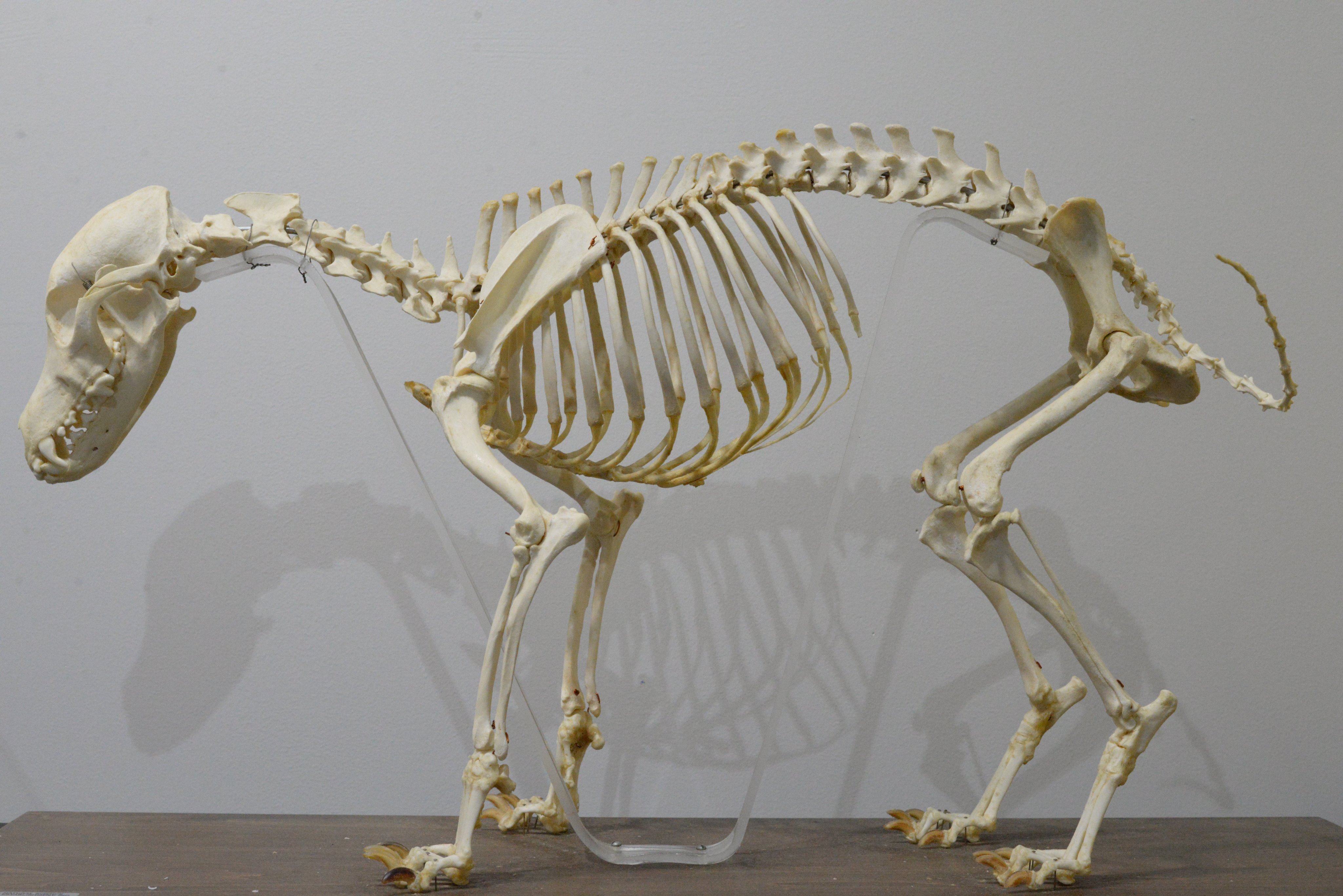 北大獣医 標本展示室 何の動物の骨格標本かお分かりでしょうか この子は犬 です 部屋に入ってすぐの棚に 何気に佇んでいます 他にもいろいろな動物の全身の標本を置いていますが もちろん 鳥類や爬虫類 両棲類など 哺乳類以外の 骨格標本もあります