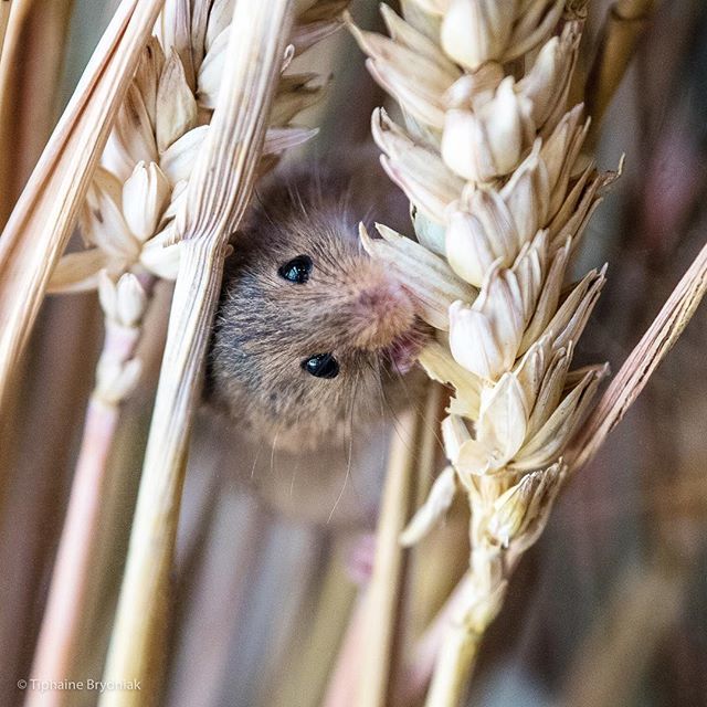 Oh hello there! ☺️
.
.
.
#harvestmouse #mouse #cute #animallovers #animallover #animals #animalphotography #nature #naturelovers #naturephotography #wildlife #wildlifephotography #nikon #nikond500 #britishwildlife #britishwildlifecentre #summer ift.tt/2zcdyU8