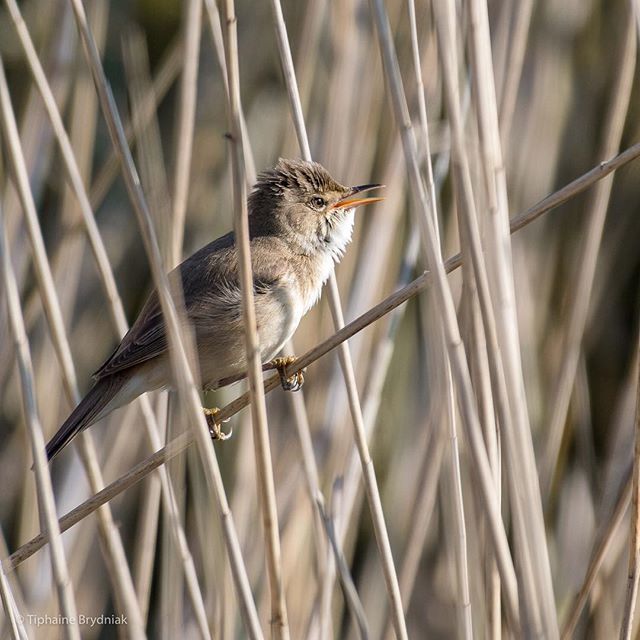 Marsh Warbler male and female