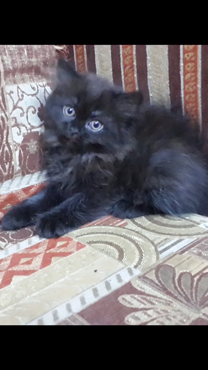 gegecat9's tweet photo. @JeddahCats دكر هاف بيكى للبيع بجدة ب500 التواصل خاص او واتس 0533025273 https://t.co/SlS6aAw4Ii