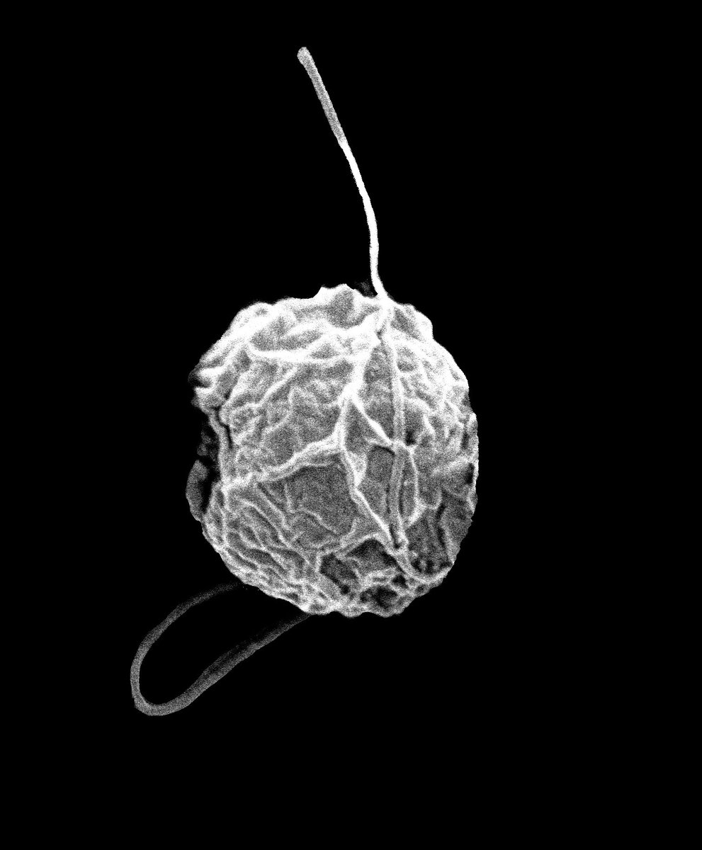 Primeiro artigo ja esta nas bancas : ) my first paper is here! its about Symbiodinium giant viral-like particles:link.springer.com/article/10.100…
#coralreef #symbiosis #giantvirus #protist