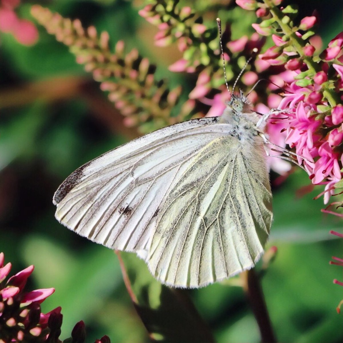 White butterfly with raised veins on wings on a cone shaped flower