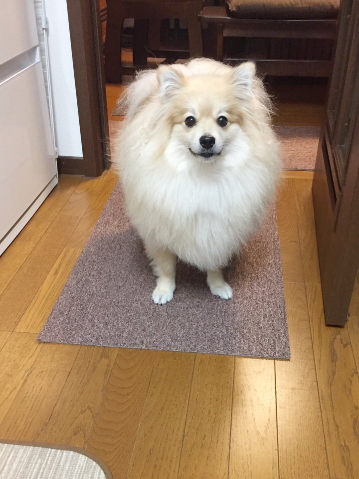 耳がぴょこっと生えてきた丸い顔から生えてきた犬の耳に可愛さが溢れる 話題の画像プラス