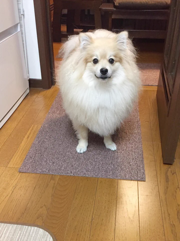 耳がぴょこっと生えてきたｗｗ丸い顔から生えてきた犬の耳に可愛さが溢れるｗｗ