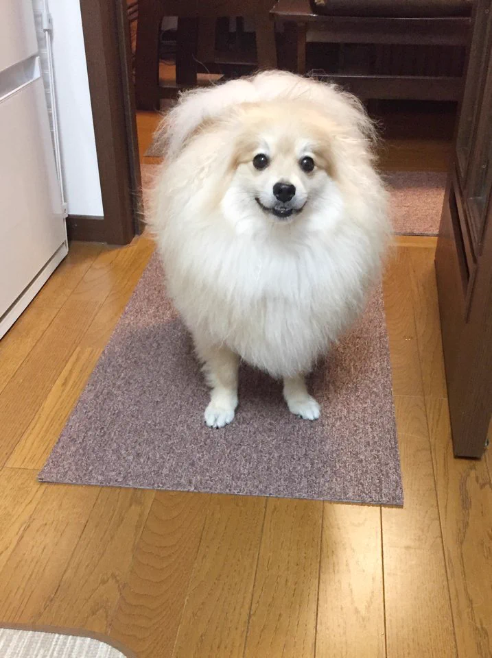 耳がぴょこっと生えてきたｗｗ丸い顔から生えてきた犬の耳に可愛さが溢れるｗｗ