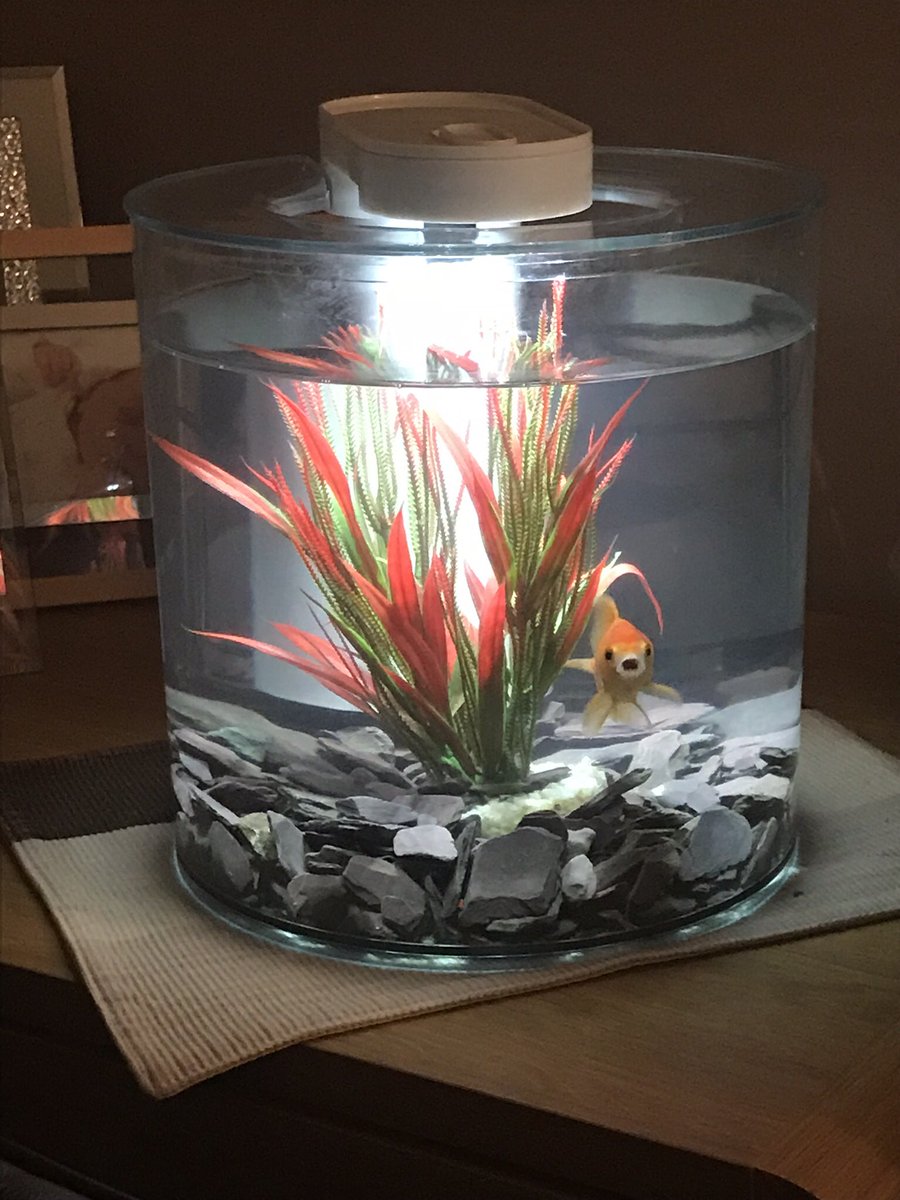 PieEatinGooner's tweet photo. Traumatic hour, found Jack (my goldfish) had jumped out and looked lifeless on the floor....an hour later, fresh water, cooled with ice and a nice clean set up...fingers crossed heโs recovering! #NotJUSTafish #fishdoctor https://t.co/X5DzE7g1at