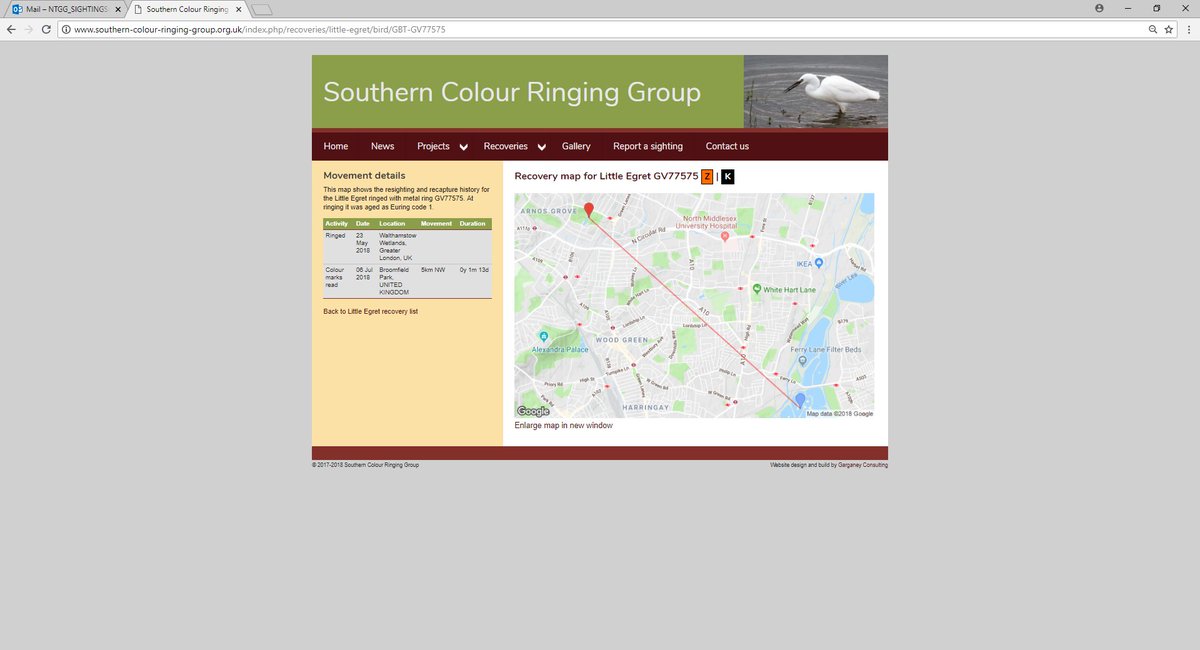 Our first sighting of one of the Little Egrets ringed in May at Walthamstow Wetlands seen today at at Broomfiled Park London. The new project looking at the Heron and Egret Colony with the London Wildlife Trust @WildLondon producing results already.