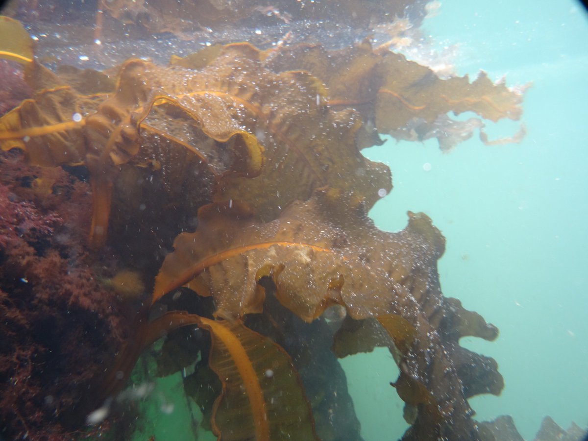WakameWatch (@wakamewatch) on Twitter photo Our new paper is out and #OpenAccess - Removal treatments alter the recruitment dynamics of the #marine #invasivespecies #Wakame, which may reduce the feasibility of potential management options. With <a href="/DanSmale1/">Dan Smale</a> <a href="/thembauk/">MBA - Marine Biological Association</a> GO TO: sciencedirect.com/science/articl… Our new paper is out and #OpenAccess - Removal treatments alter the recruitment dynamics of the #marine #invasivespecies #Wakame, which may reduce the feasibility of potential management options. With <a href="/DanSmale1/">Dan Smale</a> <a href="/thembauk/">MBA - Marine Biological Association</a> GO TO: sciencedirect.com/science/articl…