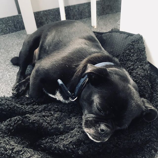 seventhings_app's tweet photo. Bürohund Blümchen sägt hier schonmal die Dresdner Wälder ab und wir wollen euch einfach ein wunderbares Wochenende wünschen. Und versprochen, morgen kommt auch wieder die Sonne - wir essen zu Mittag alle auf!
.
.
#happyweekend #officepug #puglife #itexia… https://t.co/2rcahrarUE https://t.co/M8nBIrJqWs