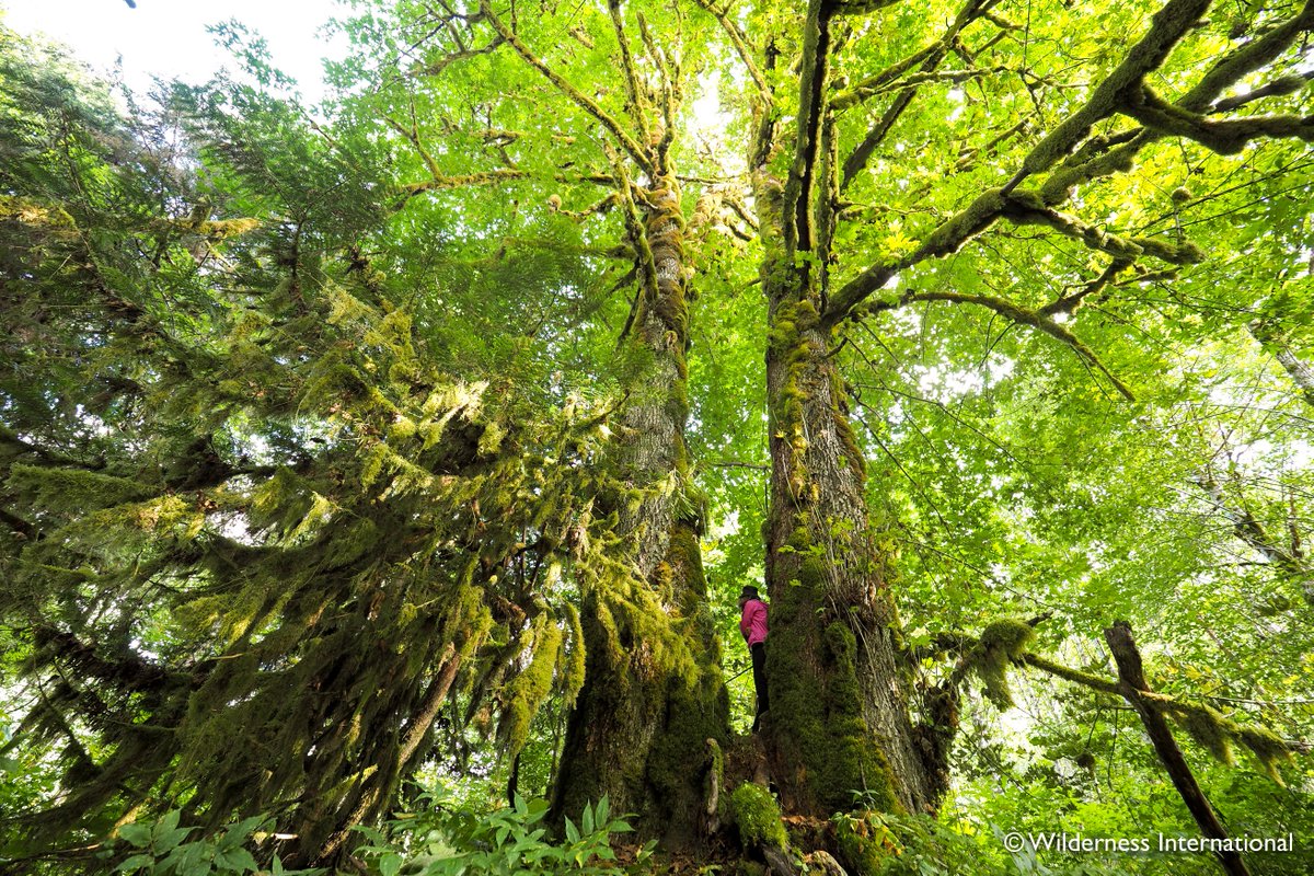 On the first full day in the #wilderness , the #expedition #team is on the lookout for the #magical #dream #tree ! wilderness-international.org/en/on-the-look…