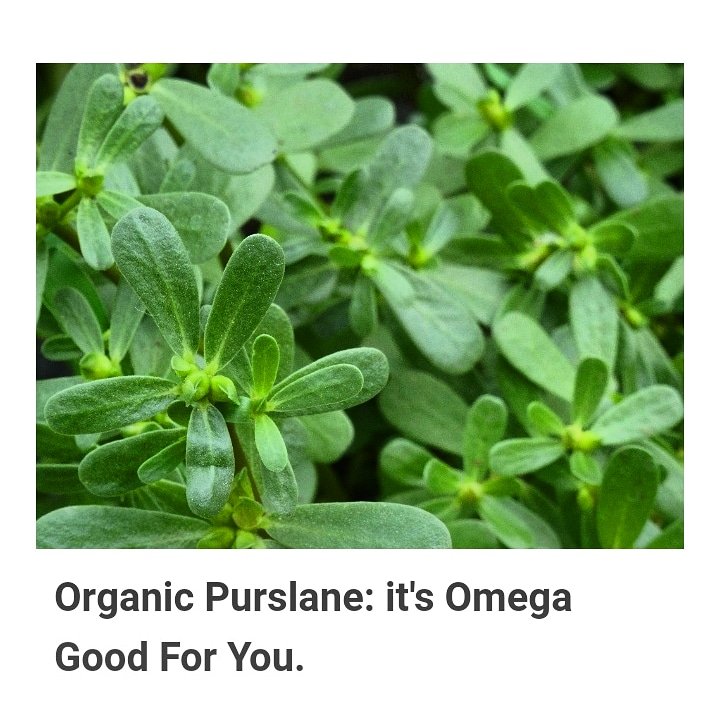 Have you tried purslane yet?
We grow it here and sell it in the farm shop :)

It has the highest omega 3 content in any plant, making it an amazing food for vegetarians and vegans - and everyone else! 

 Try some today!

#purslane #omega3 #vegan #plantpower #superfood