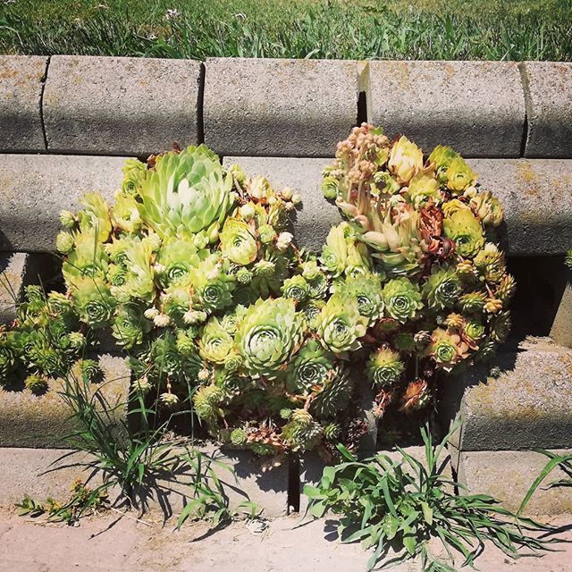 Fontanacervo's tweet photo. Che non si dica che in campagna non ci sia romanticismo... nel cortile della cascina è persino apparso un cuore di piante grasse! ❤🌵 #cascina #campagna #sweetcountrylife #flowers #piante #felici #greenlife #cuore #thatsamore https://t.co/N69JPF1OD6