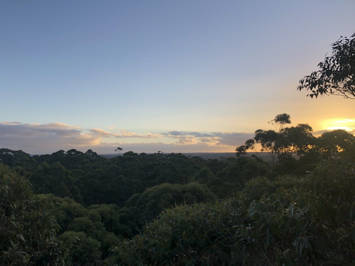 PaulaSchibeci's tweet photo. Sunset above the canopy #pemberton #gloucestertree https://t.co/unWCbXPEMa