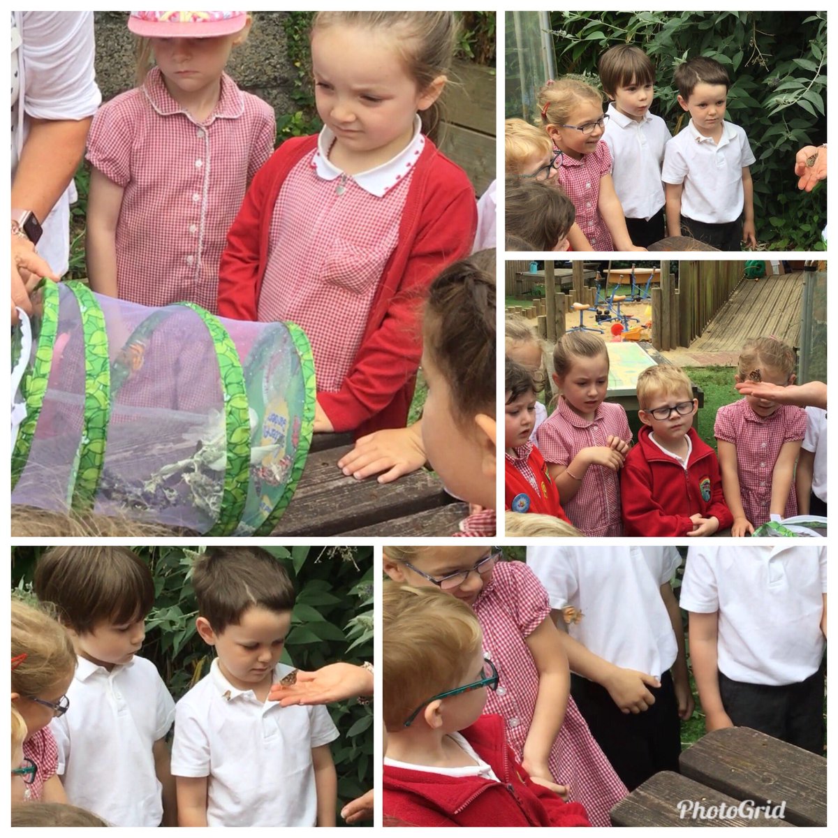 CarnBrea_PP's tweet photo. We let our butterflies 🦋 fly to their new home today https://t.co/ReSA4YwCuR
