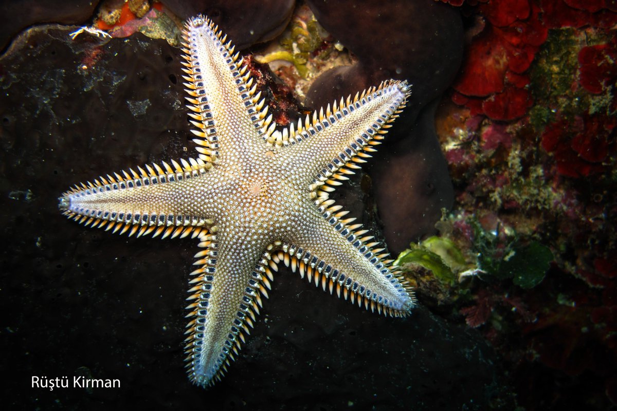 KusadasiLIVEcom's tweet photo. Have you seen all the beauties of the Kuşadası?
information about underwater world on our web site 😎

🌍 https://t.co/Fz0baaGI8Y

#kusadasi #kuşadası #kusadasibeach #kusadasiplaj #kusadasitatil #feeltheheartbeat #kuşadasılive #kusadasilive #liveinkusadası #summer #underwater https://t.co/mlH7NFIfpH