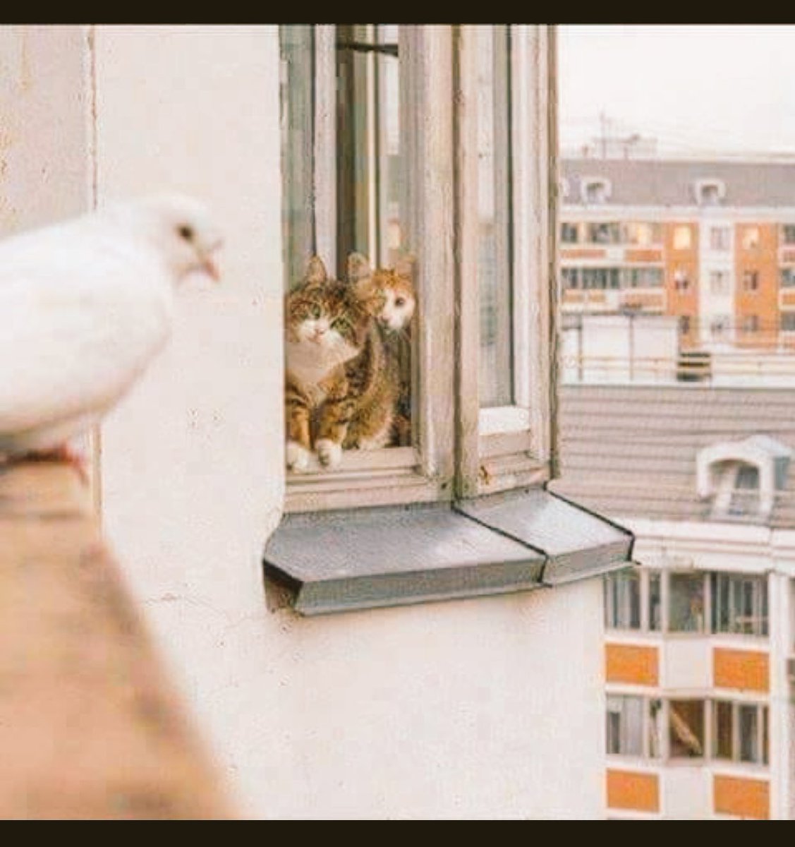 لن النوايا مختلفه ——— لم يخلق للجميع اجنحة  🖊kararganawee 🖋