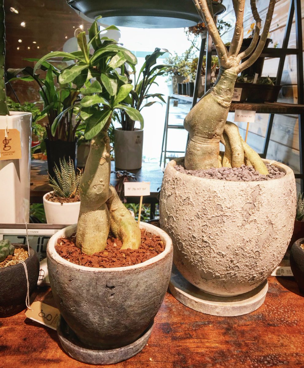 Hanatsumugi Green 本日入荷しましたアデニウムハイブリッド 大小限定１つずつのみになります 大は綺麗な赤のグラデーションの花が咲いてます 次回入荷は未定です アデニウム アデニウムハイブリッド 観葉植物 多肉植物 サボテン みどりのある