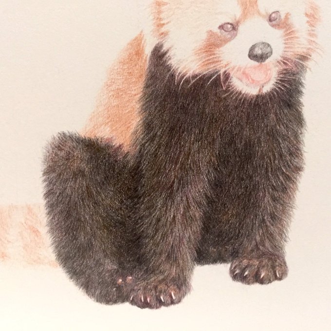 レッサーパンダの絵のtwitterイラスト検索結果 古い順