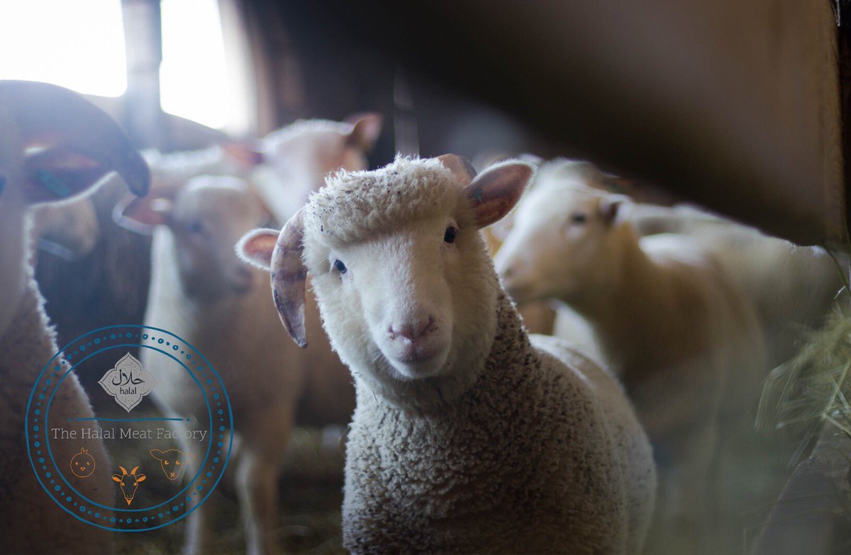 thehalalmeat's tweet photo. 🌞#GoodMorning 🇨🇱 #Lamb contains large amounts of heme-iron, which is an important #nutrient in the face of rising iron-deficiency anemia. Order halal lamb meat online &amp; we’ll deliver from the Farm to your table fresh 🥩📦🏘 https://t.co/7ESbcTjU2i