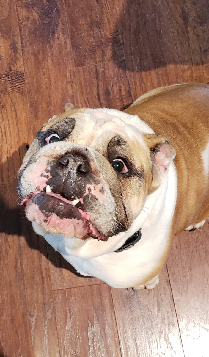 DogSatori's tweet photo. Train positively and they will beg to work for you. 
Satori Dog- Positive Motivation training that teaches you how to train and work with your dog.
https://t.co/gc4jX03kis
Awakening your dog's full potential.
#dayton #dogs #dogtraining #miamivalley #daytondogtraining #daytondogs https://t.co/N09Q7zKzKv