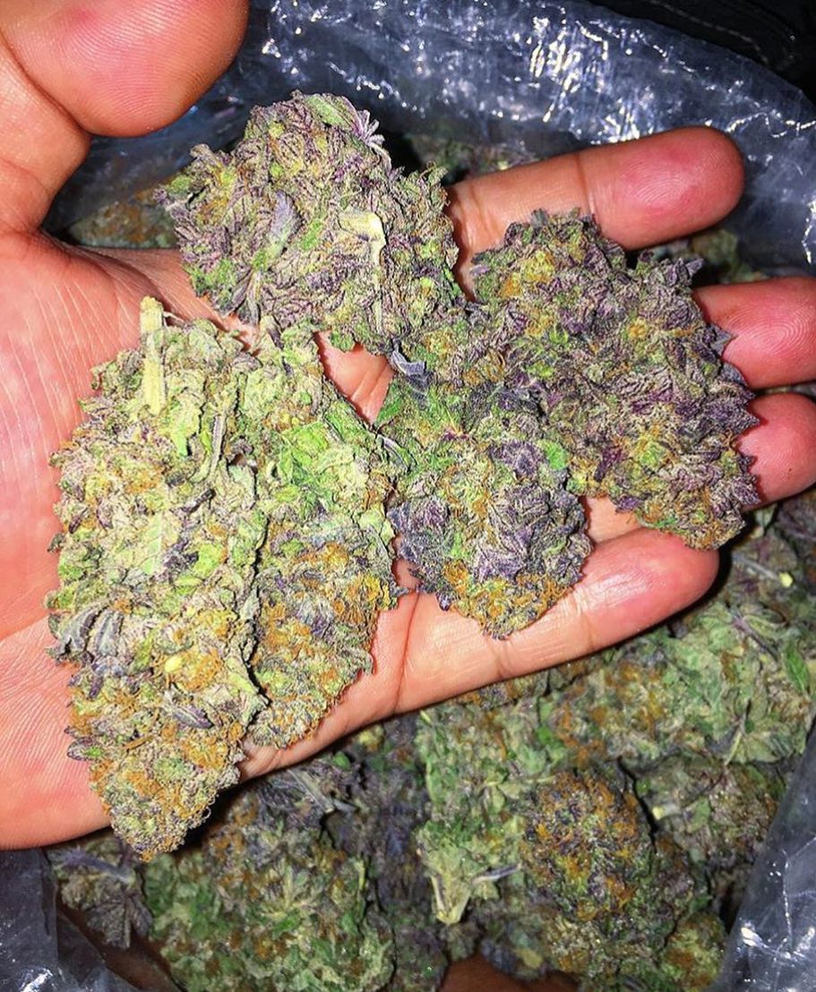 PerriDianna's tweet photo. @420Beauties Best buds ever available
Top shelf Cali shits on deck
Shipping worldwide
#ganja #cannabiscommunity #420memes #global420 #weed #weed🍁 #webehigh #weedstagram420 #marijuna #medicalmarijuana #cannabis #cannabisculture #hightimes #buds #calibuds #420 https://t.co/bN7W1H7iyl