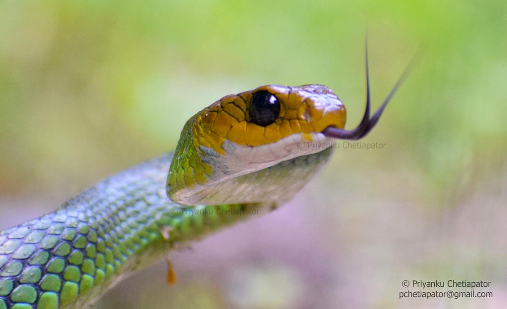 An incredible intensity !!

Green Rat Snake (Ptyas nigromarginata)
Talle valley wildlife sanctuary, Arunachal Pradesh 
#naturephotography #nikonasia #bbcearth #nature #IncredibleIndia
#snakesofindia #raptiles #wildlife #wildlifephotography #sanctuaryasia #bbc #natgeo