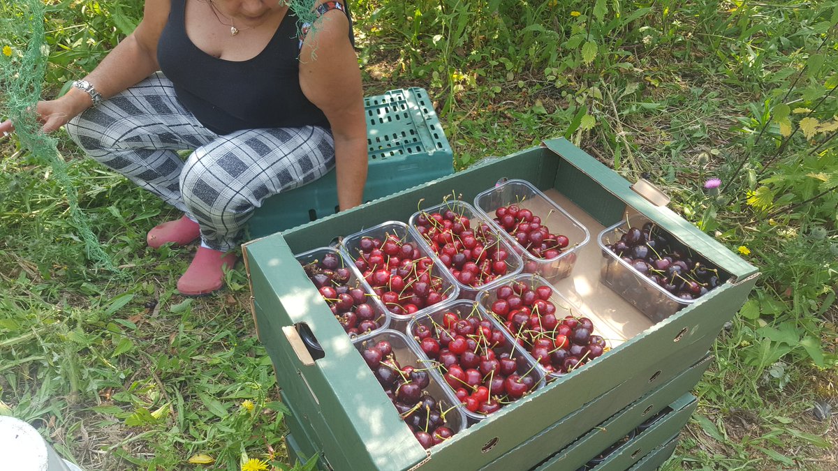 It was very hot for Mike, Anna and I on the farm today picking the soft fruit for tomorrow's farmers market. Manor hse gdns Lee Green and Horniman museum Dulwich.Fresh and Tasty  Juicy and Delisous.get there early for yours.