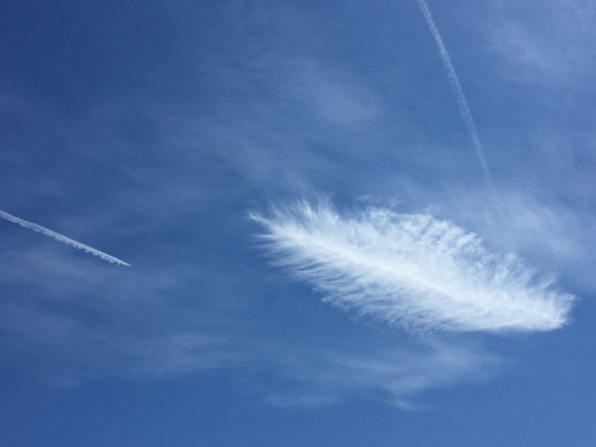 sarah_balmain's tweet image. A lovely feather shaped cloud over #Maddiston this afternoon - maybe someone’s looking over us. @WindyWilson88 #clouds #feather #falkirk #sunshine #blueskies #relaxinginthegarden
