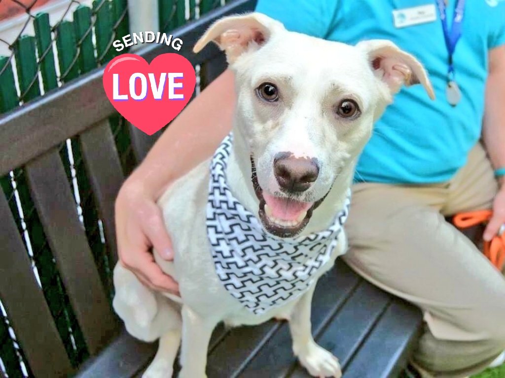 gaviota330's tweet photo. SNOW
ID#32003
#NYC ACC 2 KILL 7/6
https://t.co/2SNaItESRv
ABANDONED W/CARETAKER
DUMPED AFTER 2 WKS
HOUSE/CRATE TRAINED
SCARED
VERY FRIENDLY AT INTAKE
SOCIAL
RESCUES NEED FOSTER.ADOPTER 2 PULL
FOSTERING FREE/TEMPORARY
GUIDANCE:
https://t.co/xToCTBTain
MustlovedogsNYC@gmail.com https://t.co/rSmH0i2r3P