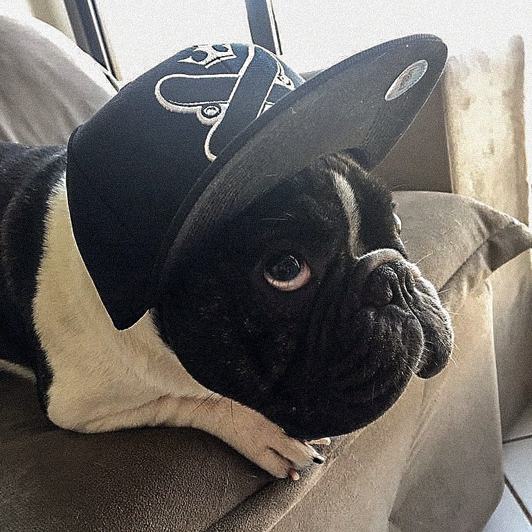 kasquatro's tweet photo. Duque preparado pro rolê 👊🏻
•••
#kasquatro #skateboards #skate #skateboard #animal #skatebrasileiro #skatetododia #cachorro #dog #cap #bone #skateordie https://t.co/pKFiznRpIE