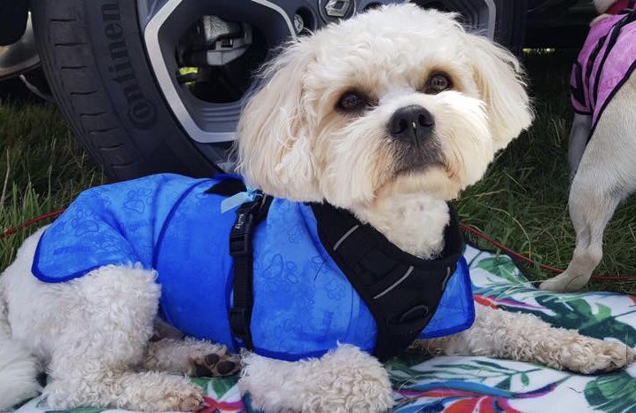 Due to the ongoing hot weather we’ve suspended all our visits for the moment until temperatures drop. 
Paws for Wellbeing volunteer dog Oscar is keeping comfortable in his special cooling coat. ❤️