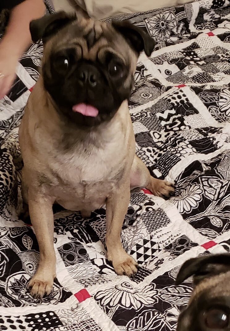 Remember Henry? This sweet 18-month-old needs hernia surgery, and we could really use some help paying the vet bills. If you are able, please consider donating to our rescue through the link in our bio. If you can’t, please RT and spread the word. #pugchat