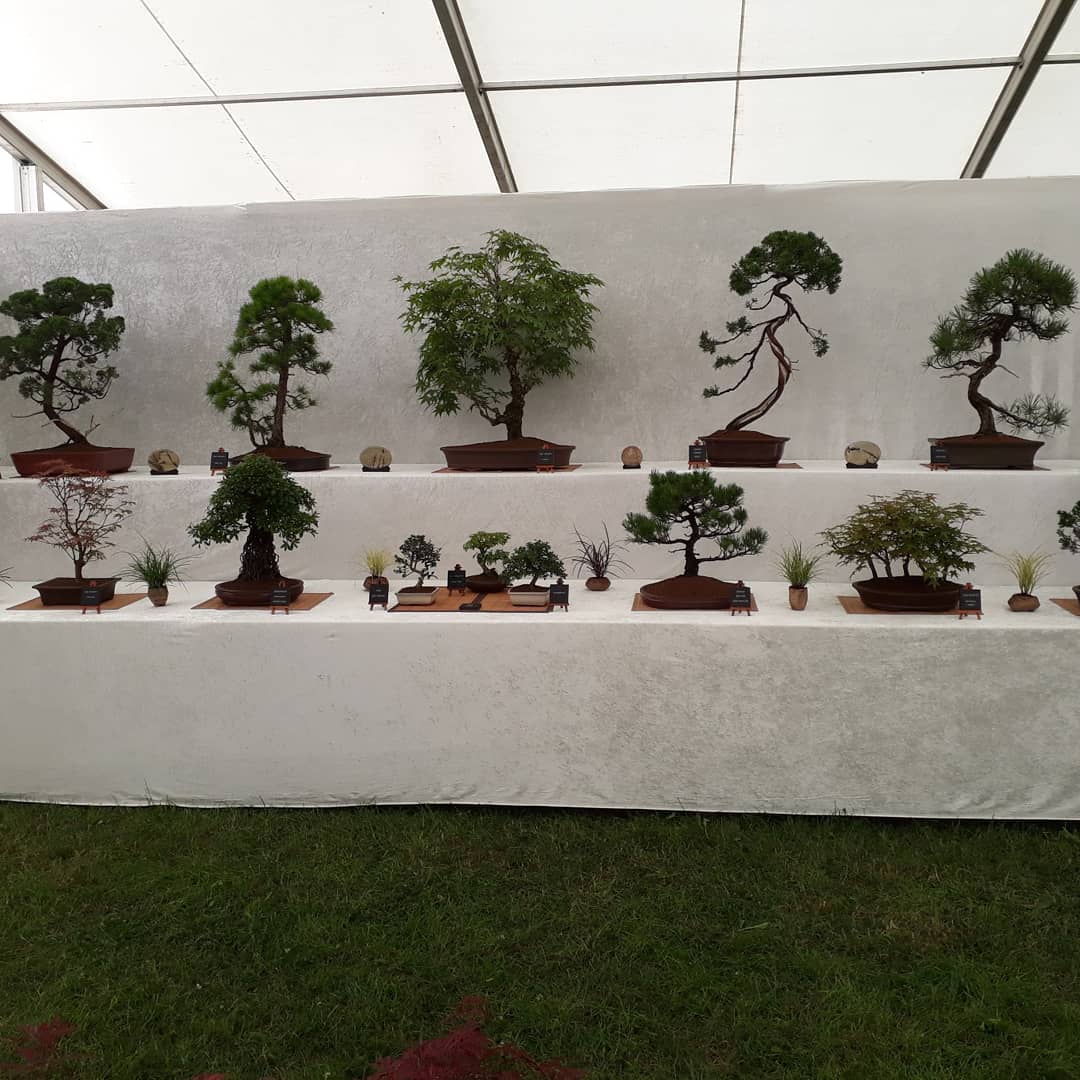 DRIFTWOODBONSAI's tweet photo. Keeping busy a Top Gold for @DRIFTWOODBONSAI at The Kent County Show https://t.co/HUPbeYpII2
