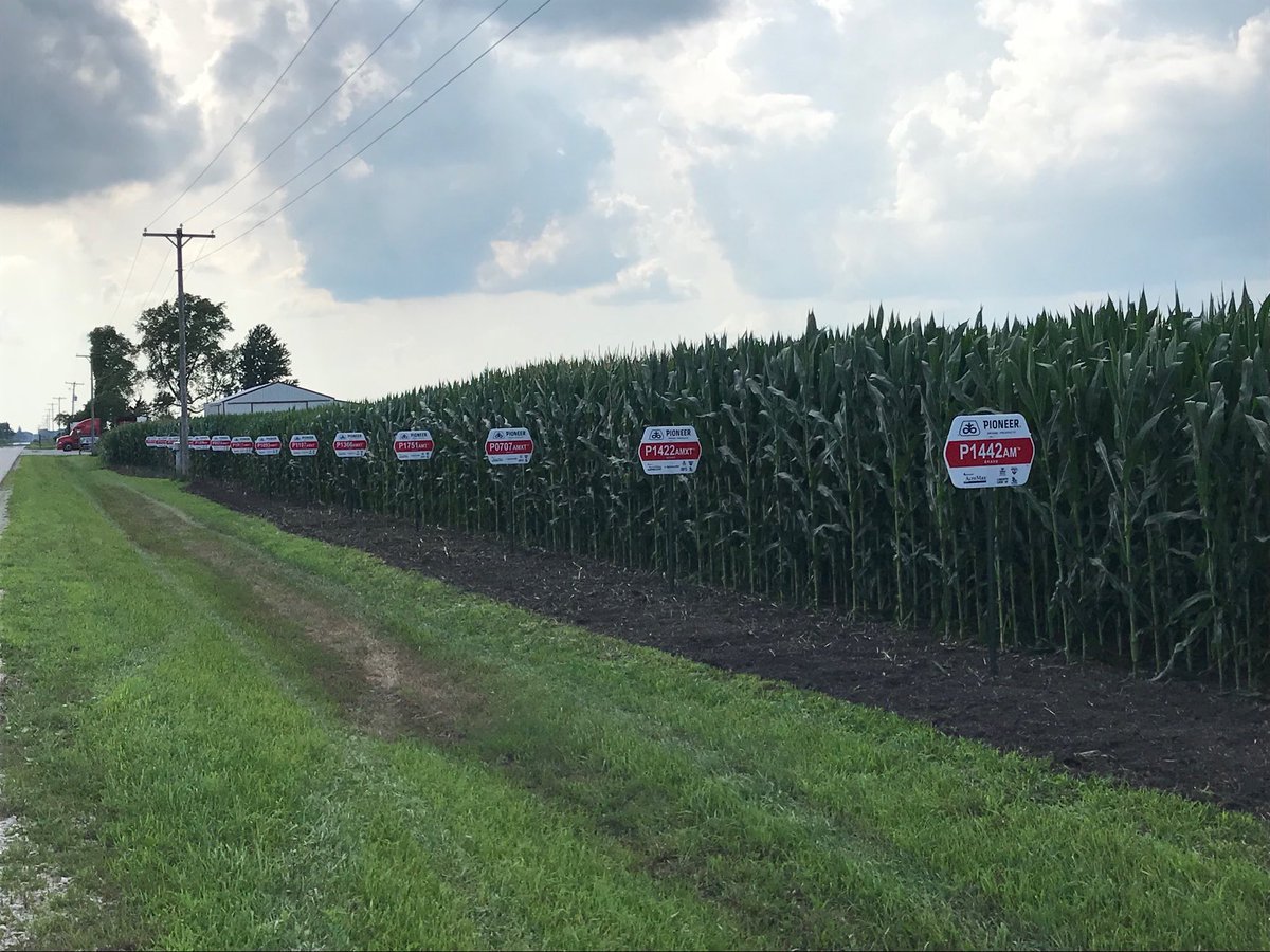 Check out the corn/bean plot at CP Diesel on Road 500 by Cissna Park