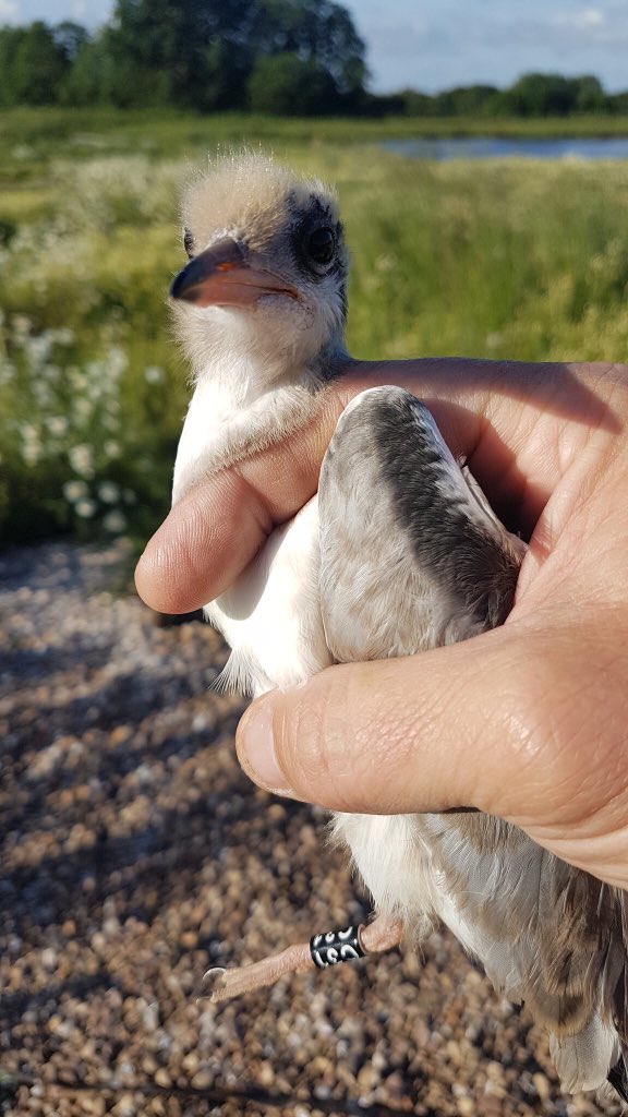 Brewoodringers's tweet photo. Help us get to 1000 followers. Those who retweet this tweet and help us reach 1000 followers will be entered in to a competition to win a #wildlife painting. We give regular updates around our bird ringing activities across Staffordshire and the West Midlands https://t.co/QJFqu5DFSH