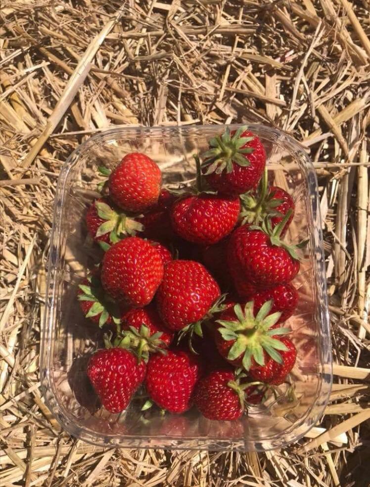 Fresh strawberries from #bradersfruitfarm for our deliciously healthy fruit salad 🍓😋 #breakfastfruitsalad #shoplocal #supportlocal