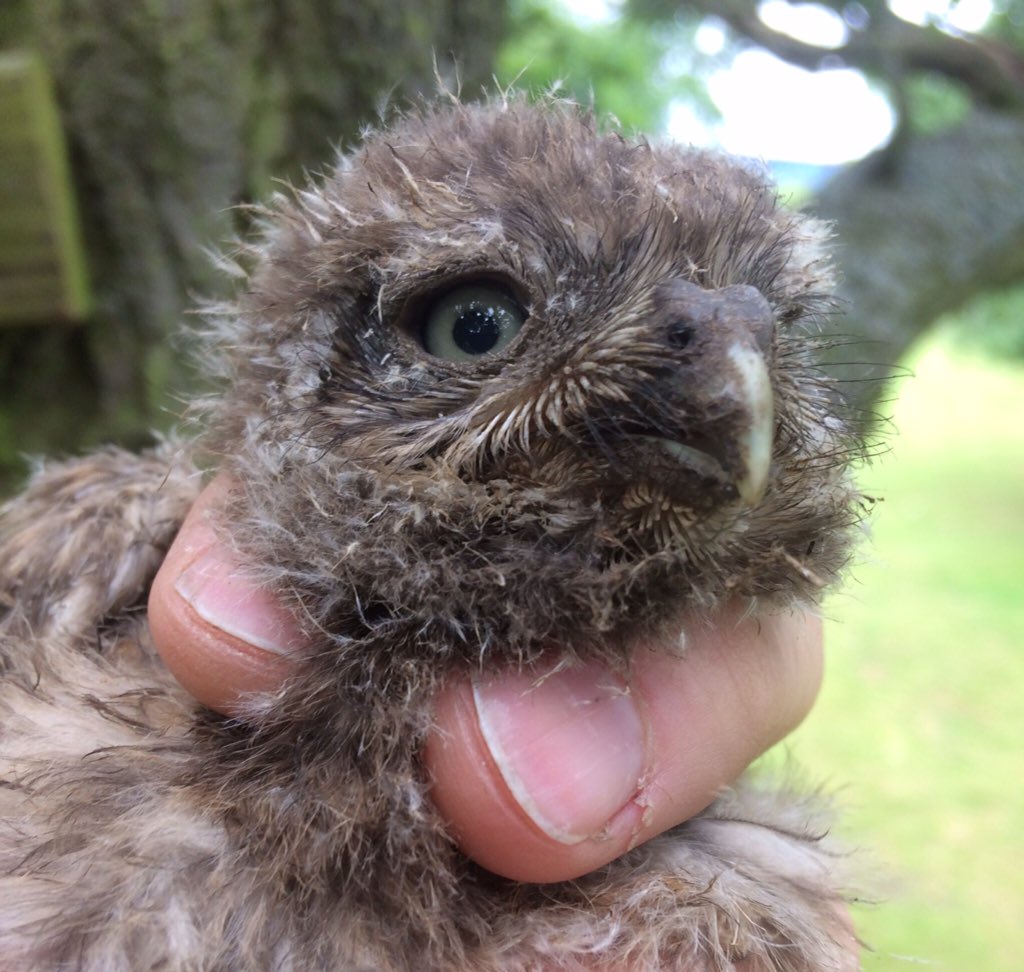Brewoodringers's tweet photo. Help us get to 1000 followers. Those who retweet this tweet and help us reach 1000 followers will be entered in to a competition to win a #wildlife painting. We give regular updates around our bird ringing activities across Staffordshire and the West Midlands https://t.co/QJFqu5DFSH