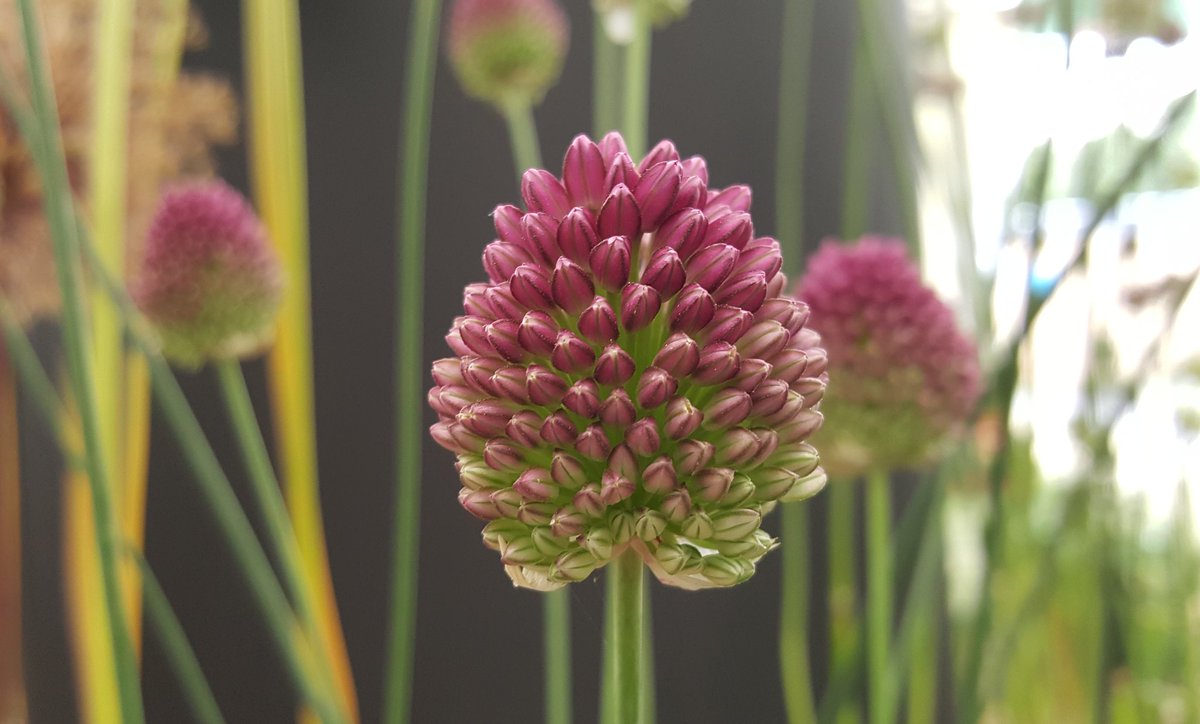 Alluring alliums in the Plant Heritage National Plant Collection in the floral marquee at @The_RHS #RHSHampton Court Flower Show.  Interesting in bud, flower or as seed heads - all in the #NationalPlantCollection @EuphorbiaDesign @Plantheritage