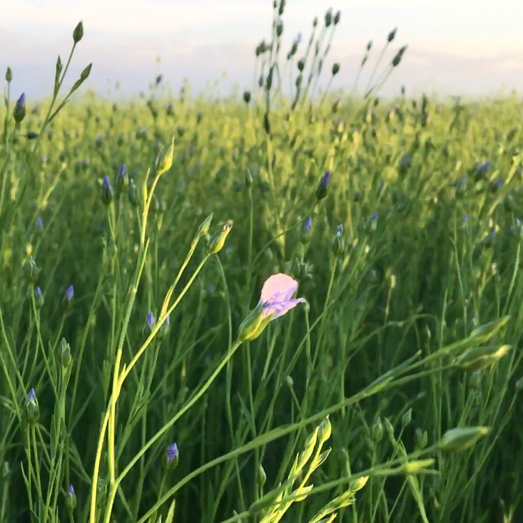 TapRoot Fibre Lab tweet media