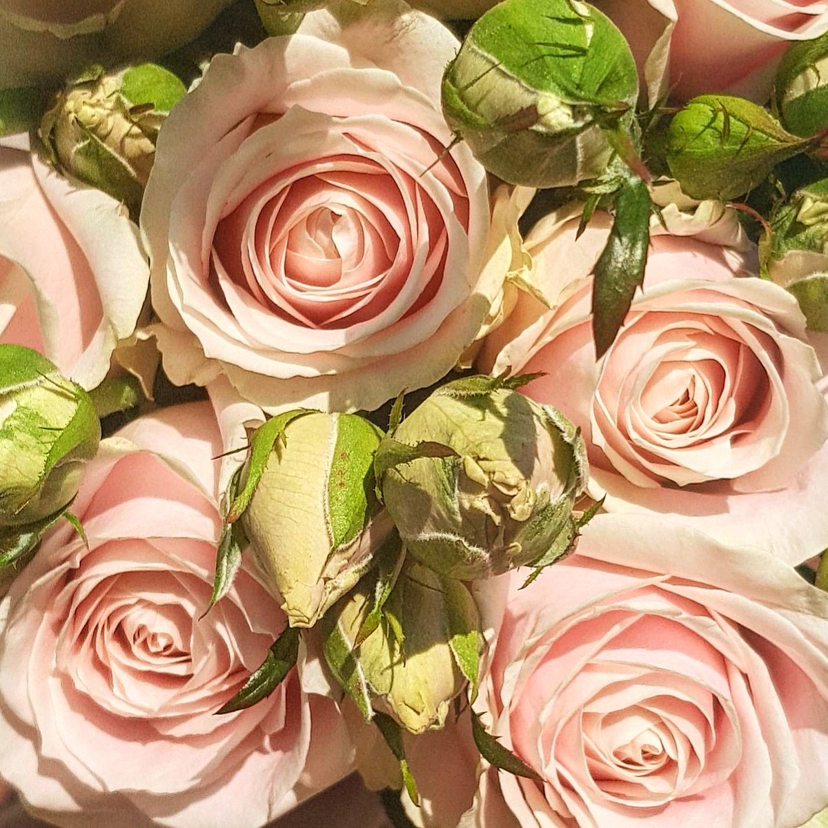 theflower_co's tweet photo. Dusky pink spray roses, beautifully romantic for a weekend wedding 🌹
.
.
.
#Wedding #flowers #flowerstagram #roses #florist #nantwich #Cheshire https://t.co/Oo6mKTCX5d