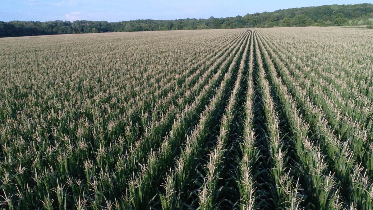 Ben Acheson (@benachesonks) on Twitter photo 215-75 showing off in the bottoms <a href="/ChannelSeed/">Channel Seed</a> <a href="/Channel_Kansas/">Channel Kansas</a> @MonsantoBioAg #quickroots 215-75 showing off in the bottoms <a href="/ChannelSeed/">Channel Seed</a> <a href="/Channel_Kansas/">Channel Kansas</a> @MonsantoBioAg #quickroots