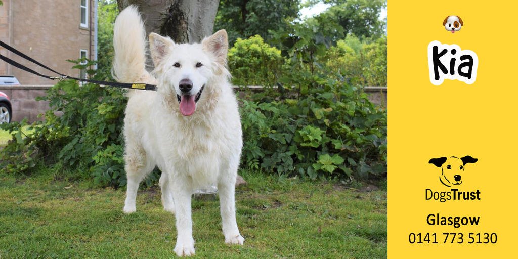 DogsTrust's tweet photo. Kia @DT_Glasgow is a gentle giant who doesn't realise she is quite as big as she is! She is very strong on the lead so will need an owner who can handle her on a walk. 
Online profile 👉 https://t.co/H6pakCHZMO https://t.co/AfzuEV58j7