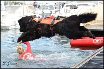 SNSMBANDOL's tweet photo. 🔜 #FeteSaintElme J-2 🚨
Dimanche 8 Juillet à partir de16H plage Espace-Jeunes Caroline Croso #Bandol, venez assister à une démonstration de sauvetage par les #maîtreschiens sauveteurs aquatiques et leurs #TerreNeuve 🙏
#Tousenmer @MilleSNSM @SauveteursenMer https://t.co/8Um2gqsCOL
